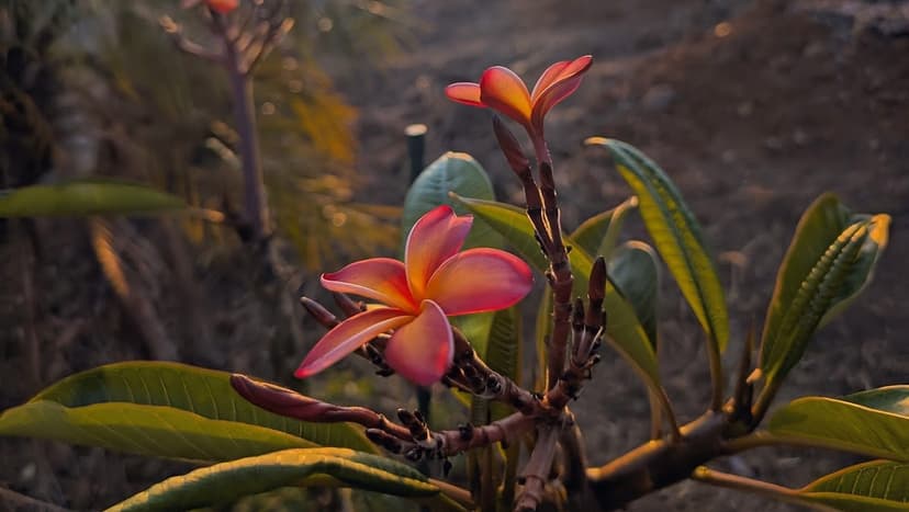 Grateful in the Moment, A Harvest of Time